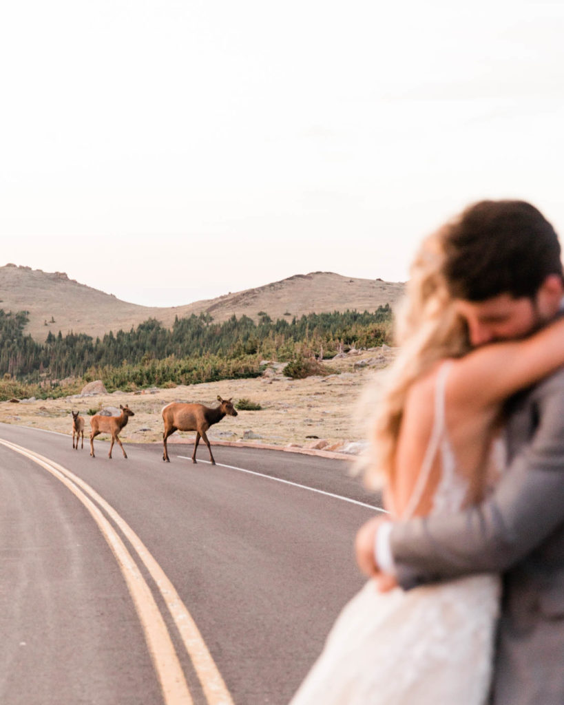 bride hugging groom on Trail Ridge Road at Sunrise Elopement in Rocky Mountain National Park RMNP with elk in the background in focus by Diana Coulter